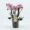 Фаленопсис Букет Романтик, мульти, 3-5 ств, розовы
