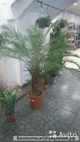 Финик Робелини 160-170 см, пальма