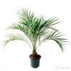 Пальма Финик Робелини 70-80 см