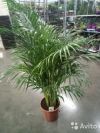 Пальма Хризалидокарпус 150-160 см