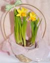 Нарцисс в корзине n-02