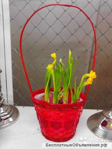 Нарцисс в корзине 7.9 шт n-09