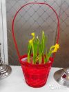 Нарцисс в корзине 7.9 шт n-09