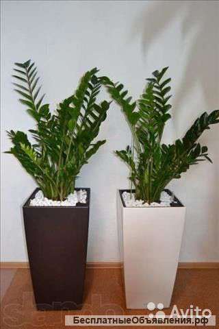Замиокулькас в лечузе 110 см