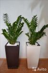 Замиокулькас в лечузе 110 см