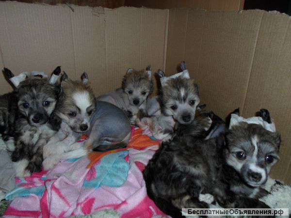 Щенки Китайской хохлатой