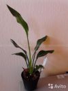 Стрелиция в горшке 60-70 см