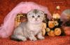 Котёнка (кошечка)