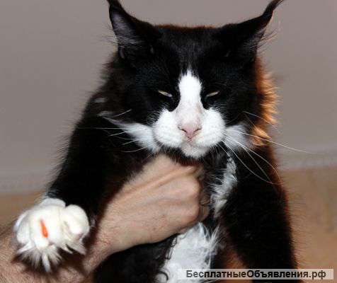 Кот Мейн Кун