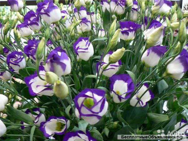 Лизиантус эустома фиолетовый срезка 19 шт