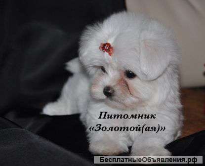Мальтийская болонка - мальтезе. щенки мини и стандарт