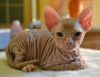 Котята донского сфинкса