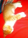 Отдам в добрые руки котенка