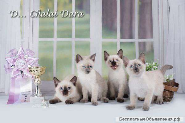 Тайские котята от титулованных родителей.Питомник Chalai Dara