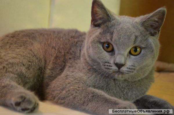 Британочьки плюшевые