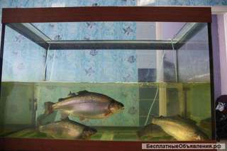 Живая рыба от производителя