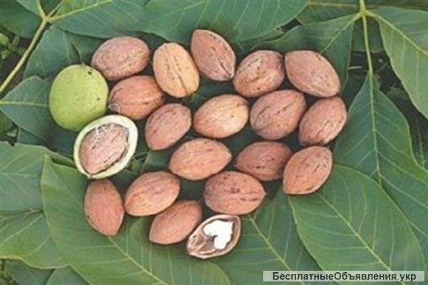 Саженцев плодовых деревьев