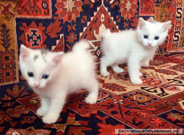 Котята мальчики японского бобтейла.Продаю.