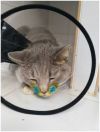 Шанс для избитого кота. Нужна передержка или сразу дом