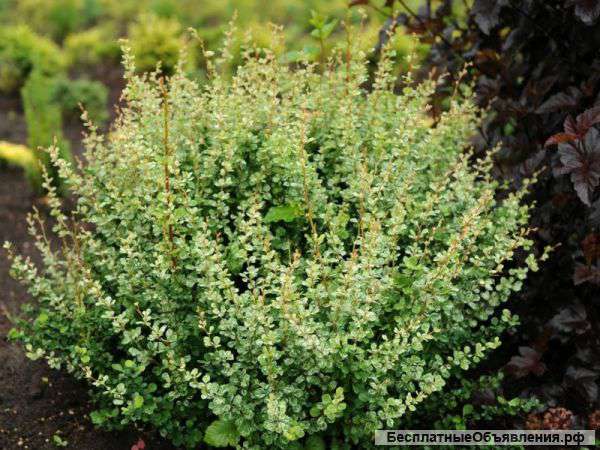 Барбарис 4-5 лет, крупный, пушистый