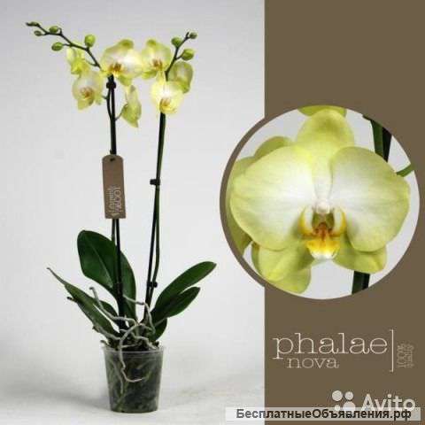 Орхидея Фаленопсис Голден Ягуар