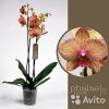 Орхидея Фаленопсис Калейдоскоп, 2 ст