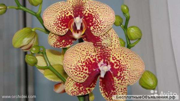 Орхидея Фаленопсис Карин Алоха, 2 ст