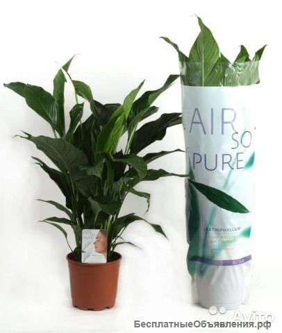 Спатифиллум Свит Лауретта 100-110