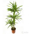 Драцена Фрагранс Чинто 100-110 см