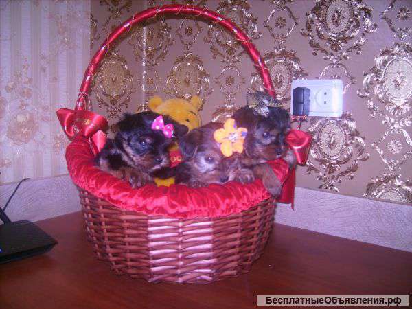 Очаровательные девочки йорки