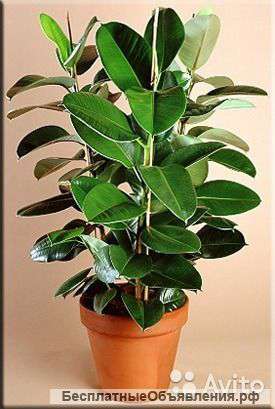 Фикус Эластика Робуста 3 ст 90-100 см