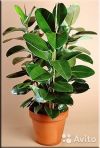 Фикус Эластика Робуста 3 ст 90-100 см