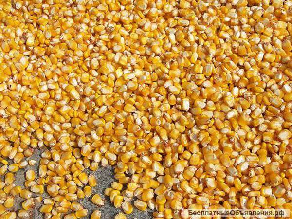 Кукуруза оптом с элеватора