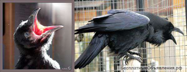 Ручной птенец черного ворона