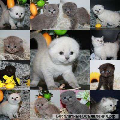 Элитные Шотландские котята