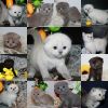 Элитные Шотландские котята