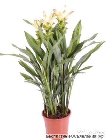 Куркума белая 70-80 см