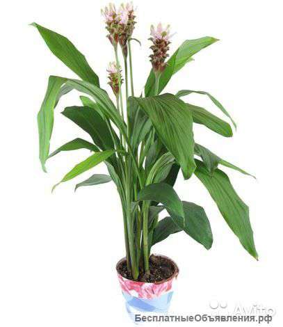 Куркума коричневая, Curcuma Siam Carara 70-80 см