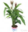 Куркума коричневая, Curcuma Siam Carara 70-80 см
