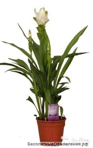 Куркума белая, Curcuma Siam Spring 70-80 см