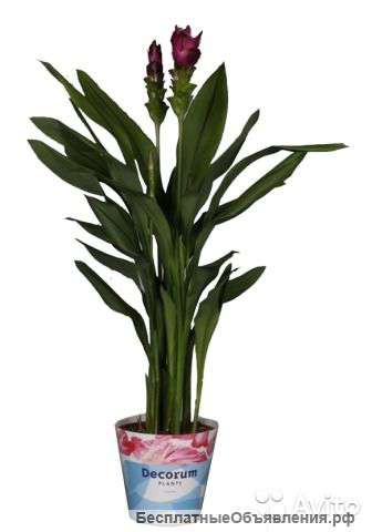 Куркума пурпурная, Curcuma Siam Scarlet 70-80см