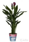Куркума пурпурная, Curcuma Siam Scarlet 70-80см