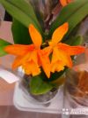 Каттлея губастая Cattleya labiata оранжевая