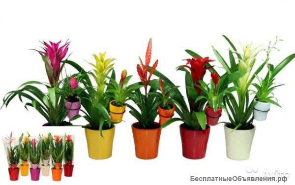 Бромелия мама и малыш