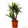 Юкка разветвленная 70-80 см