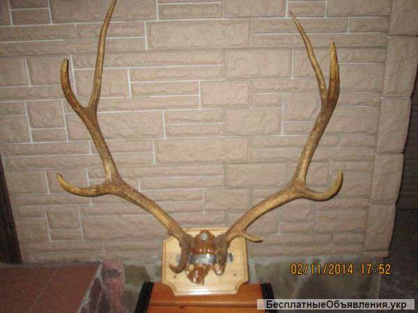 Подарочный предмет из натуральной кости