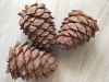 Шишки кедровые от 10шт