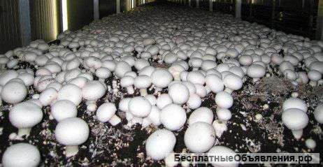 Семена шампиньонов на 300 кг грибов