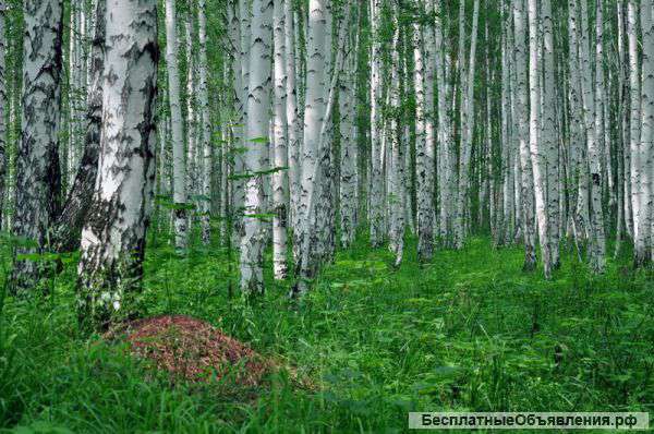 Земельный участок под строительство усадьбы или родового поместья