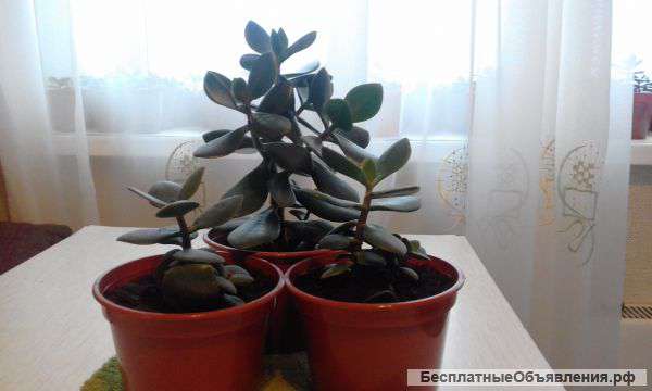 Денежное дерево